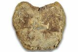 Hadrosaur (Edmontosaurus) Caudal Vertebra Centrum - Montana #324151-3